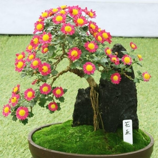 Amazon.co.jp: 菊苗 小菊 盆栽菊 花王 1株 / 国華園 25年秋商品 : DIY